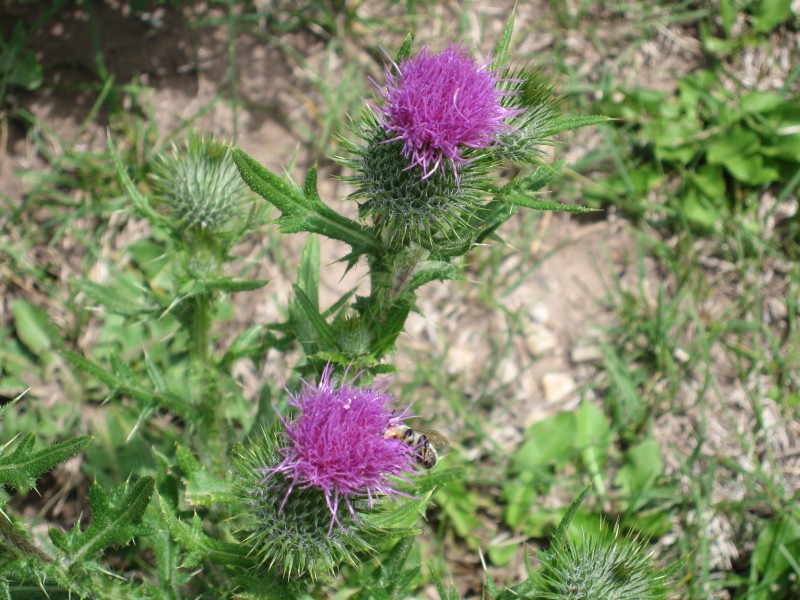 image0055 Blooming thistle