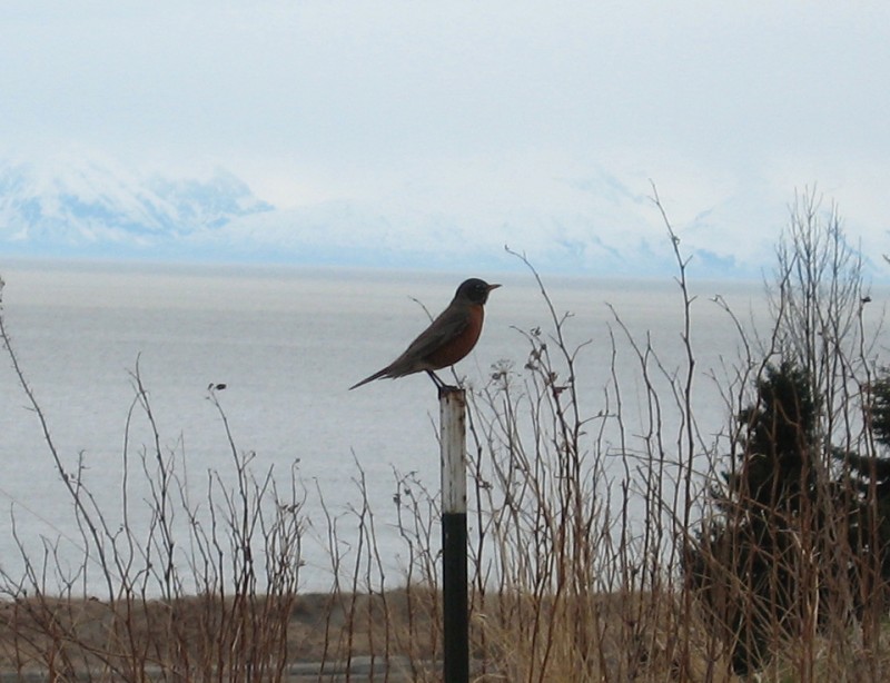 IMG_0047a A Robin at Scout Park