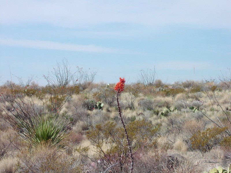 image0062 Ocotillo flowers